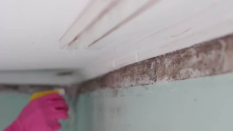 Mold Remediation for Rental Properties in Redmond, WA